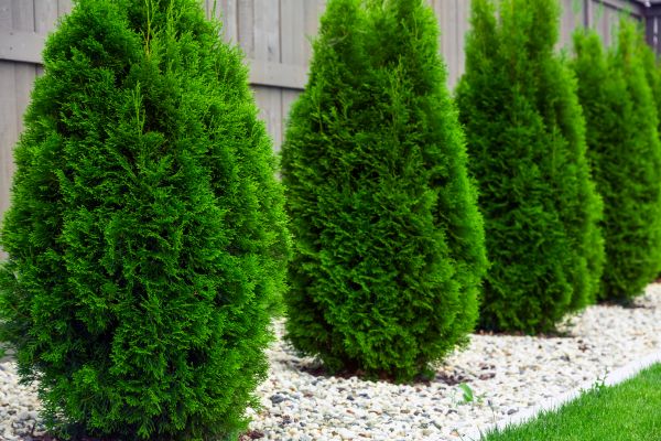 Arborvitae Planting in Utica