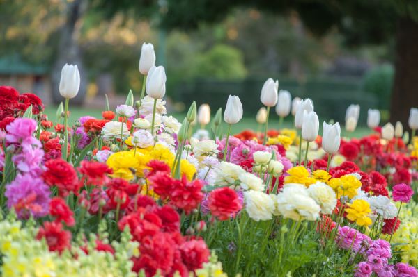Gardening Service in Utica