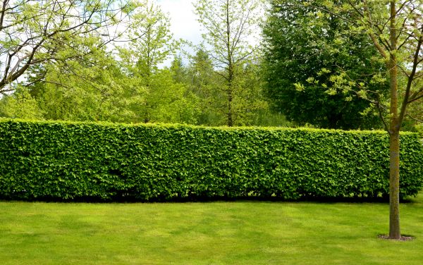 Hedge Planting in Utica