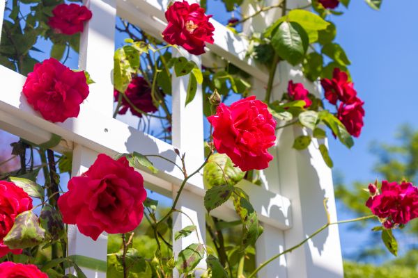 Home Gardening Service in Utica