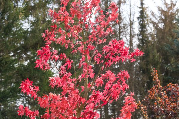 Japanese Maple Planting in Utica