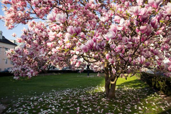 Magnolia Tree Planting in Utica