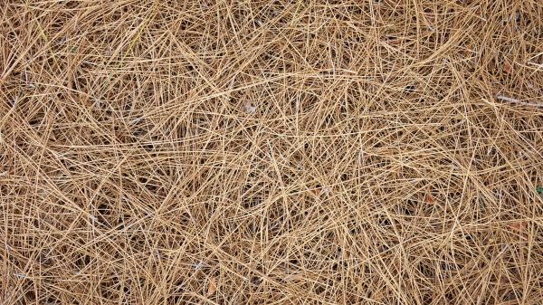 Pine Needles Delivery in Utica