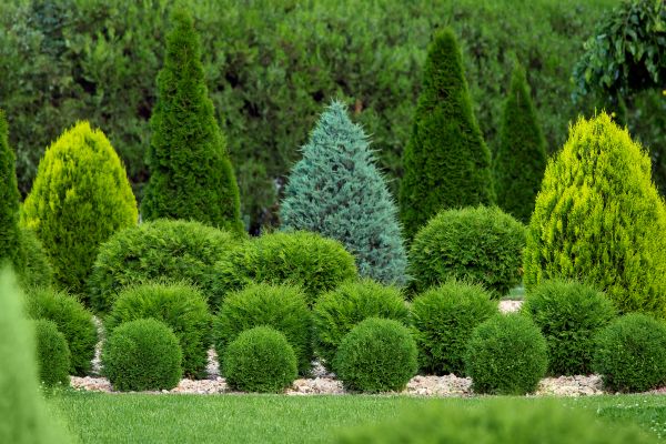 Shrub Replacement in Utica