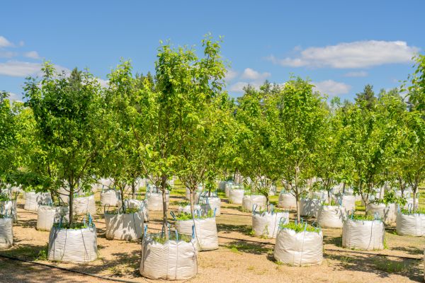 Tree Planting Service in Utica