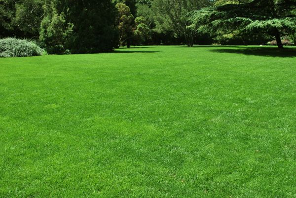 Lawn Landscaping in Utica