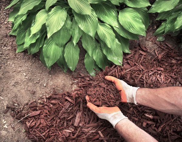 Shredded Mulch Service in Utica