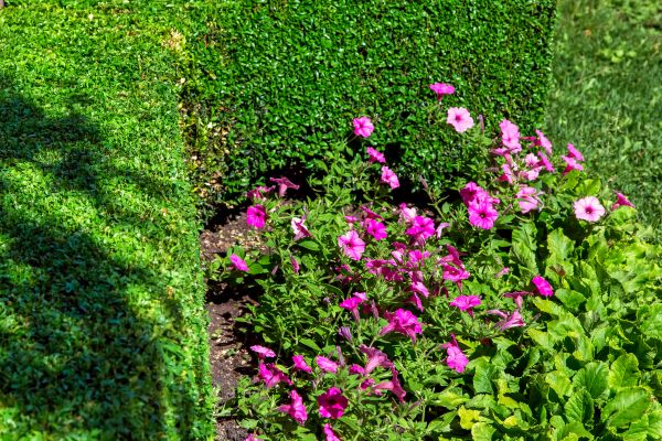 Softscaping Service in Utica
