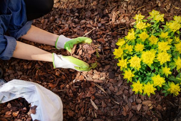 Pine Bark Mulch Installation in Utica