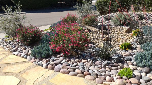 Xeriscape Landscaping in Utica