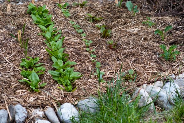 Mulch Service in Utica