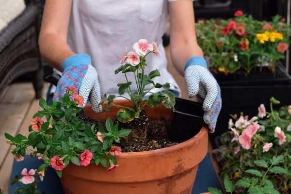 Plant Care Service in Utica
