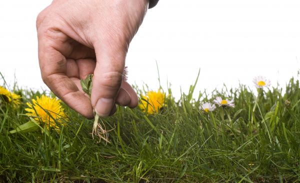 Lawn Weeding in Utica