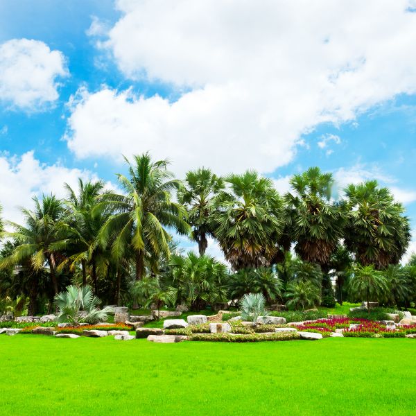 Tropical Landscaping in Utica
