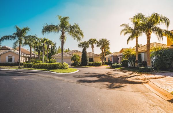 Palm Tree Landscaping in Utica