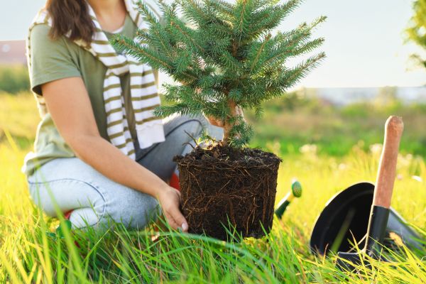 Spruce Tree Planting in Utica