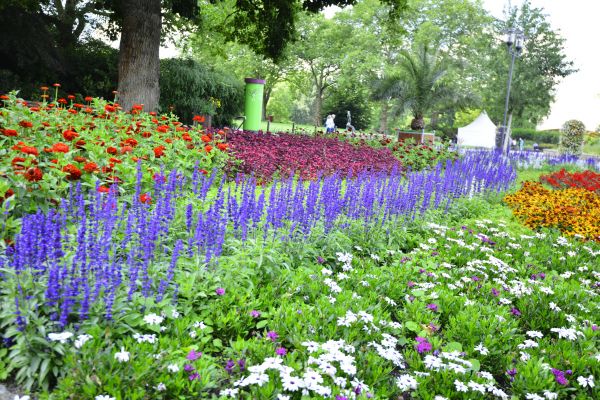 Perennials Planting in Utica