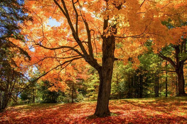 Maple Tree Planting in Utica