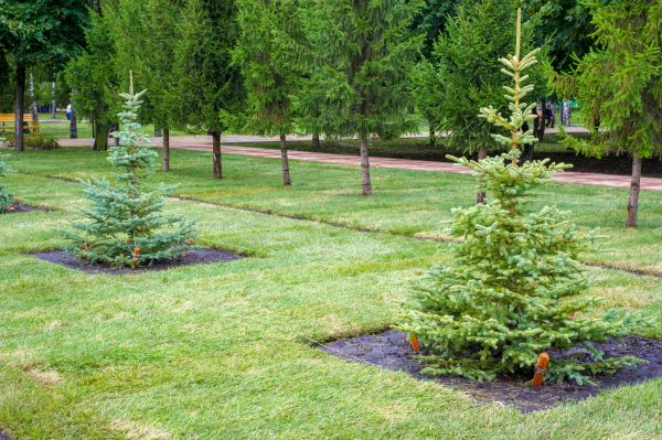 Privacy Trees Planting in Utica