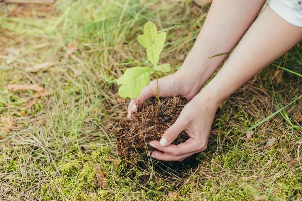 Oak Tree Planting in Utica