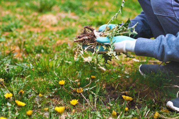 Flower Bed Clearing in Utica