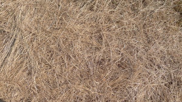 Pine Straw Replacement in Utica
