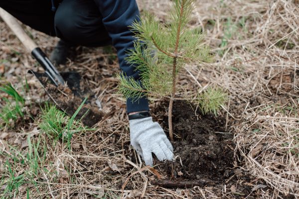 Pine Tree Planting in Utica