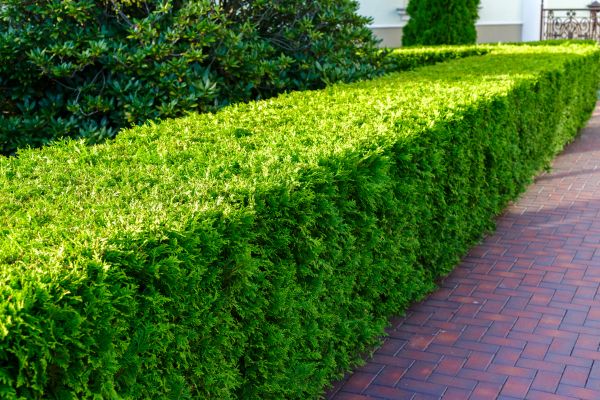 Hedge Installation in Utica
