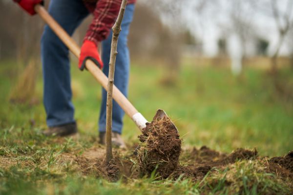 Trees Planting in Utica