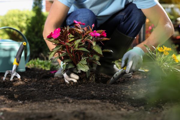 Plant Replacement in Utica