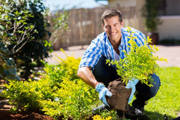 Shrub Landscaping in Utica