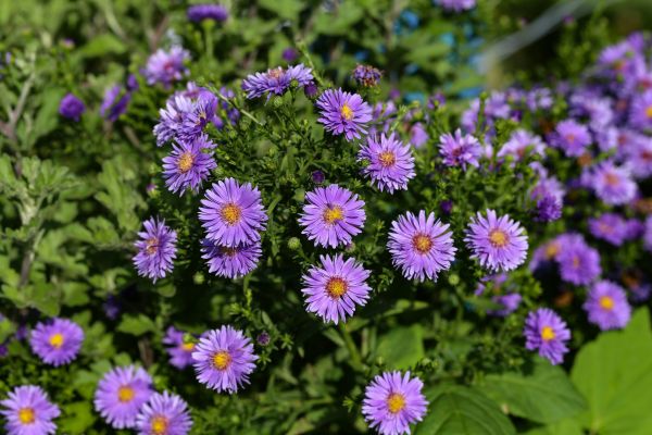 Perennial Flower Planting in Utica