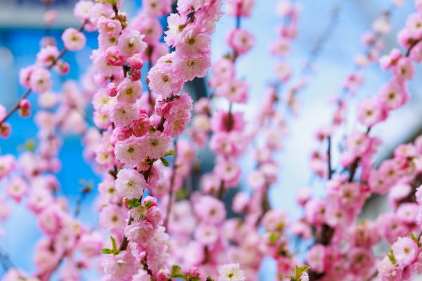 Japanese Cherry Tree Planting in Utica