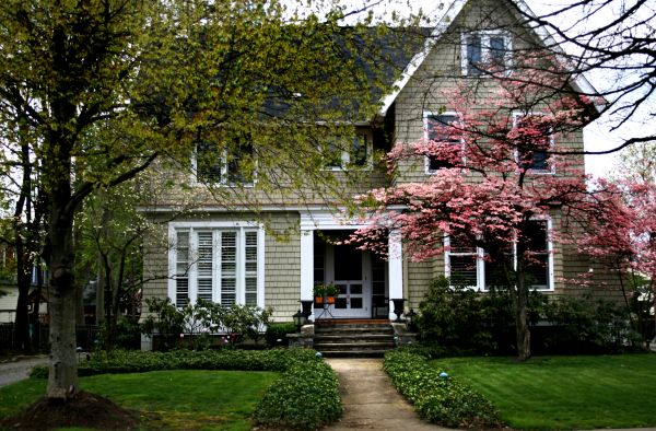 Ornamental Tree Planting in Utica