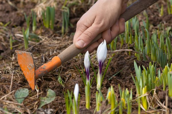 Flower Garden Weeding in Utica