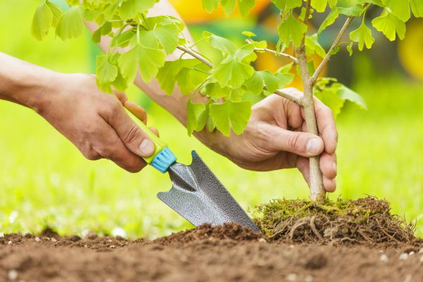 Fruit Tree Planting in Utica