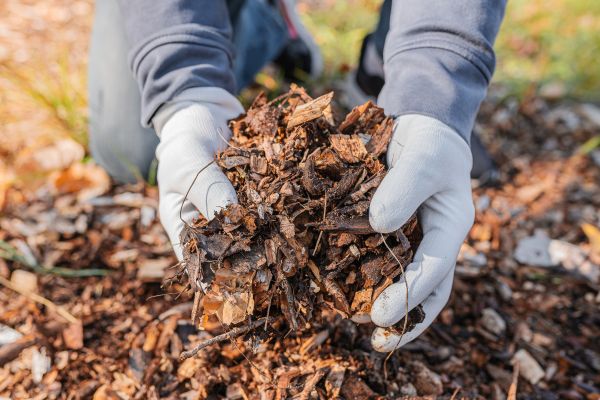 Shredded Mulch Installation in Utica