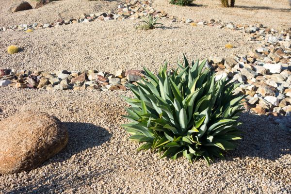 Xeriscaping Service in Utica