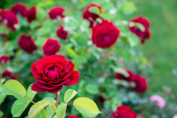 Rose Planting in Utica