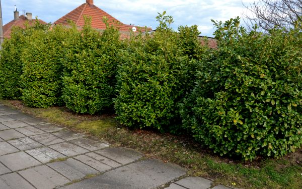 Privacy Shrub Installation in Utica
