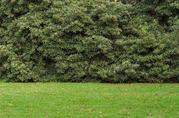 Privacy Hedge Planting in Utica
