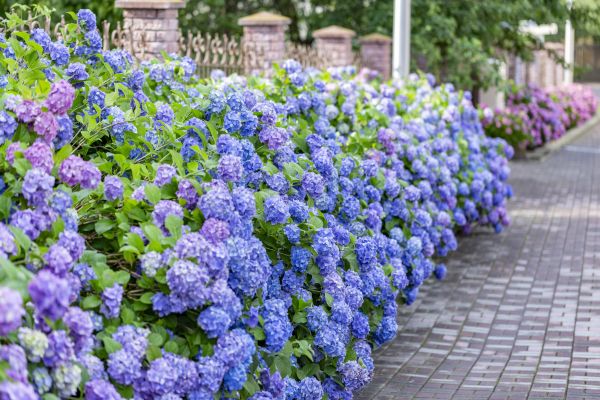 Hydrangea Landscaping in Utica