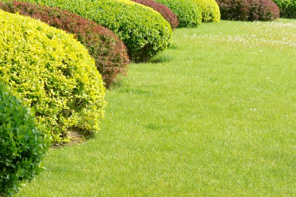 Shrubbery Planting in Utica