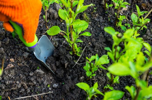 Hydrangea Planting in Utica