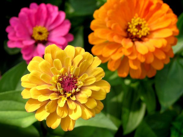 Zinnia Planting in Utica