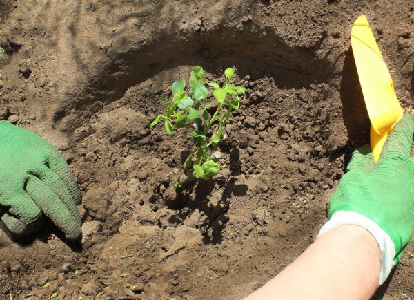 Rose Bush Planting in Utica