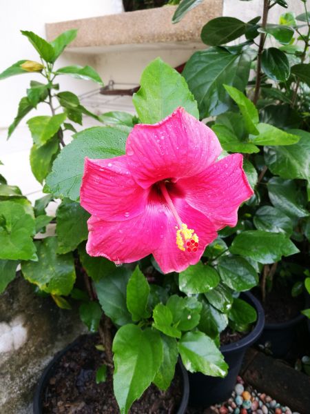 Hibiscus Planting in Utica