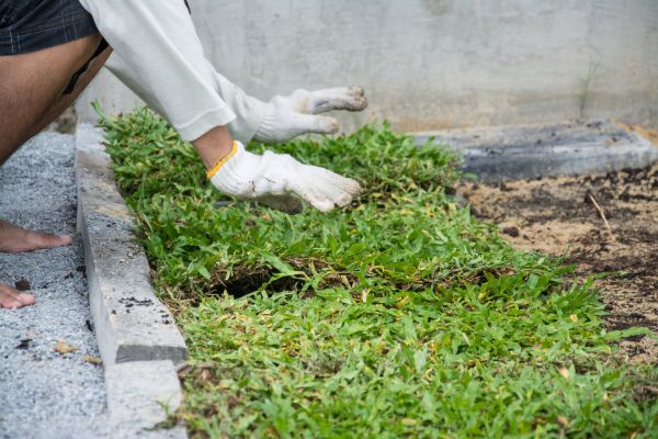 Ground Cover Planting in Utica