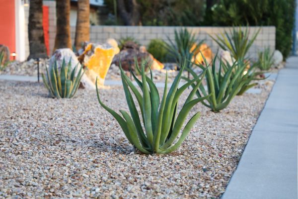 Drought Resistant Landscaping in Utica