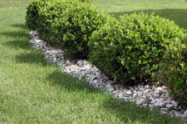 Boxwood Planting in Utica